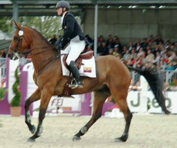 CCI4* Luhmühlen 2012 - Nicolas Wettstein (ECU) auf seinem Pferd Nadeville Merze CCI4* Luhmühlen 2012 - Nicolas Wettstein (ECU) auf seinem Pferd Nadeville Merze