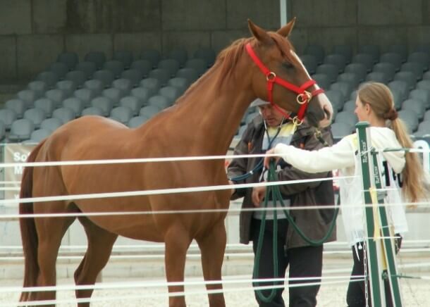 Globetrotter Luhmühlen Challenge 2012 Julia Bauereiß mit ihrem arabischen Vollblüter Roxana beim Vet-Gate Globetrotter Luhmühlen Challenge 2012 Julia Bauereiß mit ihrem arabischen Vollblüter Roxana beim Vet-Gate