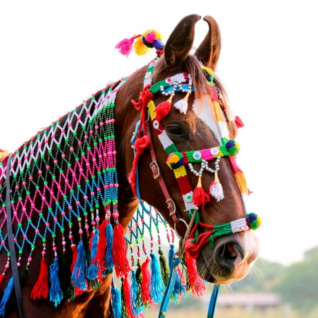 Kühe sind heilig, Pferde sind göttlich. Das einzigartige Marwaripferd aus Rajasthan mit den typischen Sichelohren wird von den Indern hoch verehrt. Foto: G. Kärcher