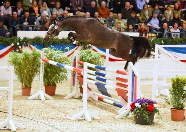 Neu auf der Station - Caspian von Caretino (Foto: Janne Bugtrup)